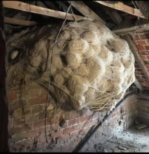 Man Thinks He Found “Hornets” Nest In Attic – Turns Pale When He Realizes What’s Inside Check Comment Below�� …