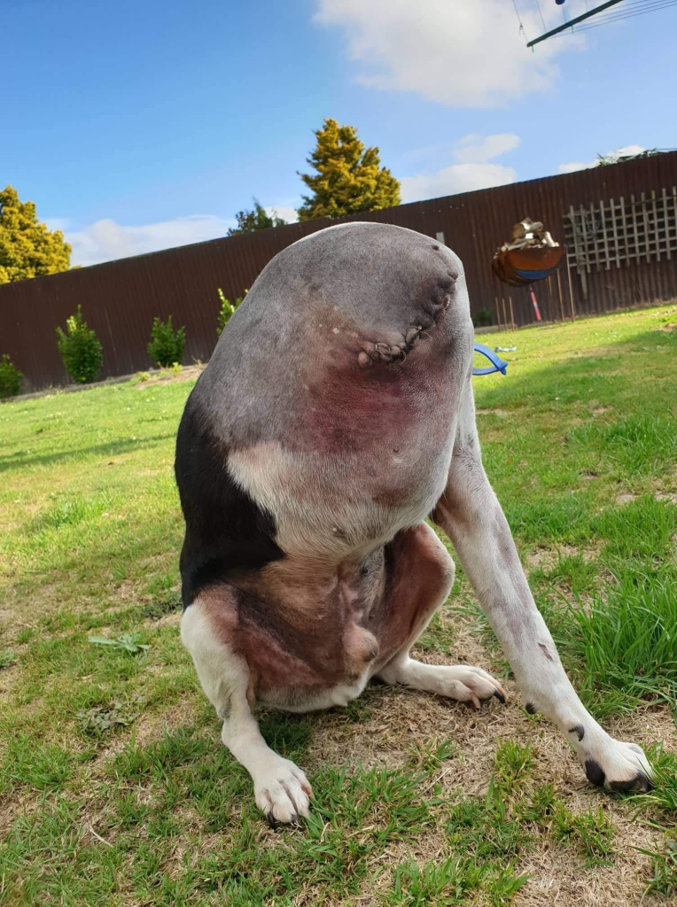 People Are Confused Over This Photo Of A ‘Headless’ Dog 149